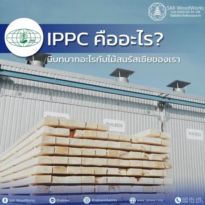 IPPC,ไม้สน,ไม้แปรรูป,ไม้สนอบแห้ง